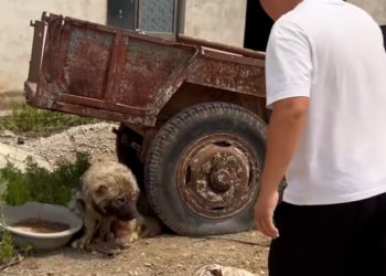 T2701036,Betrayed and broken yet his eyes still searched for kindness 💔 #dogrescue #animalstory