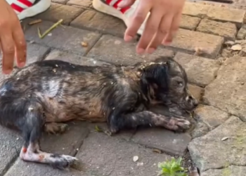 T2701037,He lay there quietly as if already preparing to be forgotten 😢 #animalrescue #hope