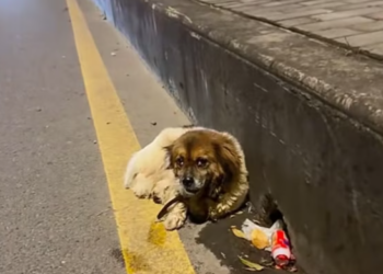 T2701038,Respect is not a word it is a decision made in silence 💔 #animalrescue #compassion