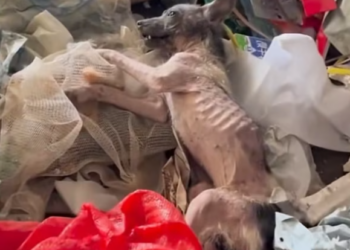 T2701039,This rescue happened before anyone realized how close it was to ending 😢 #animalrescue #kindness