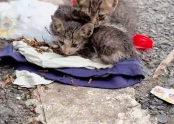 T2701040,Adoption was not planned but it was everything 💔 #animalrescue #AdoptDontShop