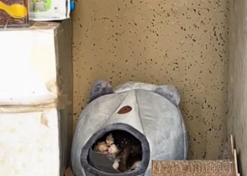 T2801004,These stray cats learned to survive quietly hoping someone would finally see them 💔 #catrescue #animalrescue