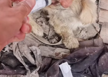 T2801005,This dog body was weak but its eyes were still asking for help 😢 #dogrescue #animalhope