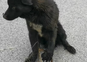 T2801006,Another poor dog left behind still waiting for kindness 💔 #dogrescue #animalrescue