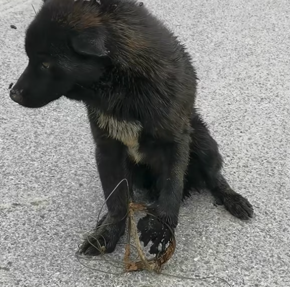 T2801006,Another poor dog left behind still waiting for kindness 💔 #dogrescue #animalrescue