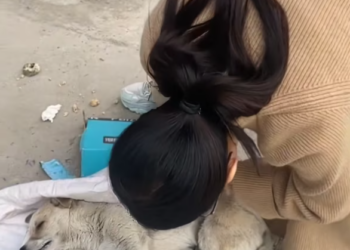 T2801007,No one needs me the way this dog looked made those words feel real 😢 #dogrescue #animalstory