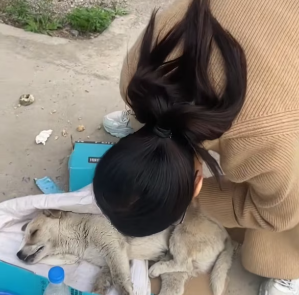 T2801007,No one needs me the way this dog looked made those words feel real 😢 #dogrescue #animalstory