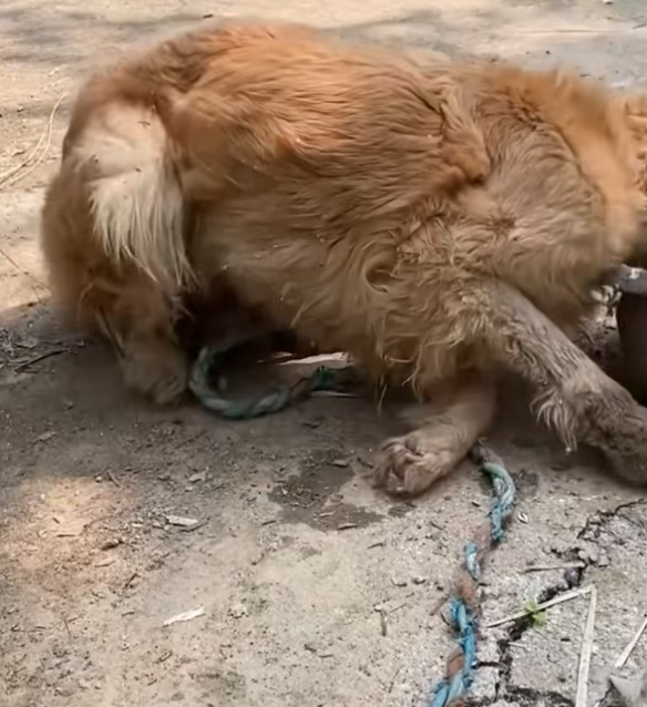 T2801008,This dog had nothing left except the hope that someone might stop 💔 #dogrescue #animalhope