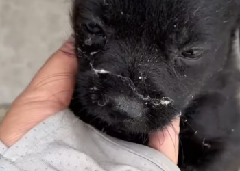 T2801009,More than one dog more than one story of being forgotten 😢 #dogrescue #animalrescue