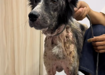 T2801010,Rescuing this dog meant stepping in before hope completely faded 💔 #dogrescue #animalstory