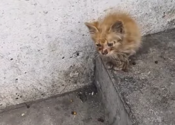 T0301036 Fear froze him in place.