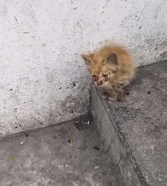 T0301036 Fear froze him in place.