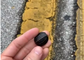 T2801011,The tiny turtle lay still on the road one more step and it would have been gone 😢 #animalrescue #wildlife