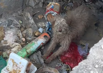 T2801012,Another poor dog surviving day by day waiting for a different ending 💔 #dogrescue #animalhope