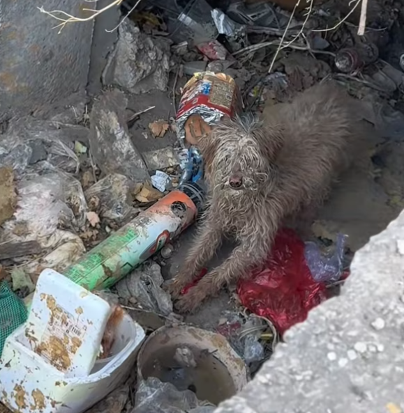 T2801012,Another poor dog surviving day by day waiting for a different ending 💔 #dogrescue #animalhope