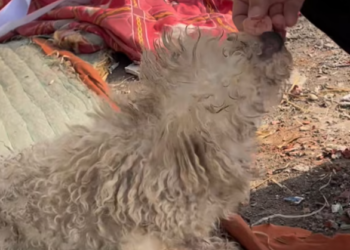 T2801013,Left in a dump this puppy cried softly where no one was listening 😢 #puppyrescue #animalrescue