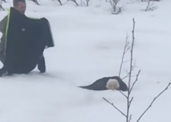 T2801014,Frozen and barely breathing this eagle life hung in the balance 💔 #wildliferescue #animalstory