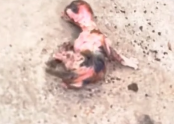 T2801015,A quiet cat with a painful past hidden behind tired eyes 😢 #catrescue #poorcat