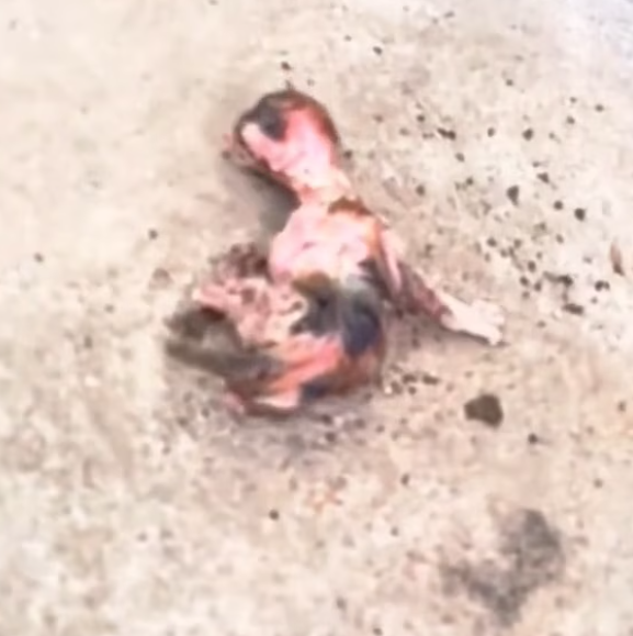 T2801015,A quiet cat with a painful past hidden behind tired eyes 😢 #catrescue #poorcat