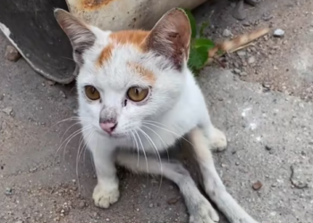 T2801017,Limping and afraid this kitten followed me as if afraid to be left again 😢 #kittenrescue #animalhope