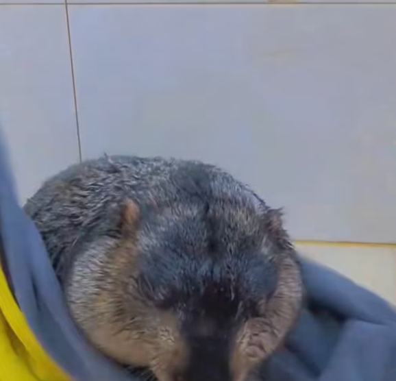 T2801018,Trapped with no escape this groundhog waited in fear 💔 #wildliferescue #animalrescue