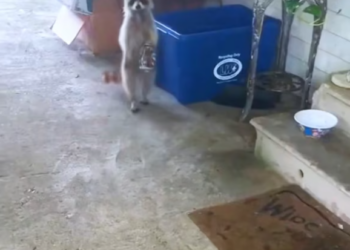 T2801019,Rescuing this raccoon changed more than just one life 😢 #animalrescue #wildlife