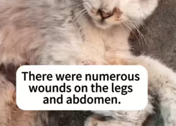 T2801020,These stray cats stayed close together as if that was their only safety 💔 #catrescue #animalstory