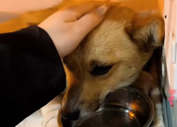 T0301025 He didn’t know why he was left.