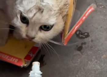 T2801022,Living on the streets taught these cats how to disappear 😢 #catrescue #animalrescue