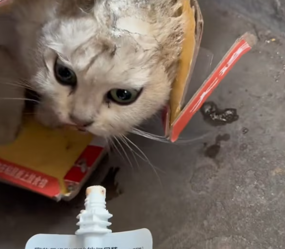 T2801022,Living on the streets taught these cats how to disappear 😢 #catrescue #animalrescue