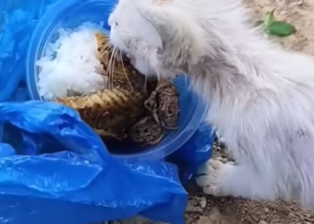 T2801023,A poor cat quietly surviving another lonely day 💔 #catrescue #poorcat