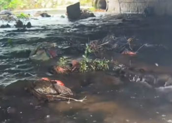 T2801024,This stray cat did not ask for much just a chance to live 😢 #catrescue #animalhope