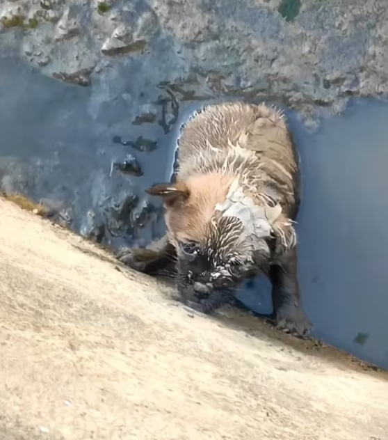 T0301001 He didn’t cry for attention. He cried because he was losing hope.