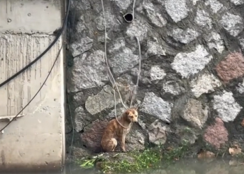 T2801003_No one noticed this dog at first… and that silence said everything 😢 #dogrescue #animalstory