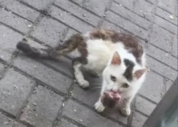 T0701032 He lay there, shaking, hoping someone would notice.