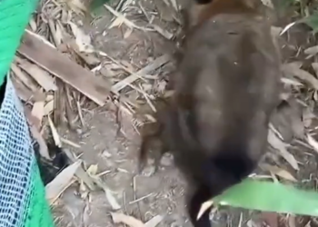 T1002001,Cold and frightened, this puppy waited quietly for someone to care #RescuePuppy #AnimalRescue #SaveDogs