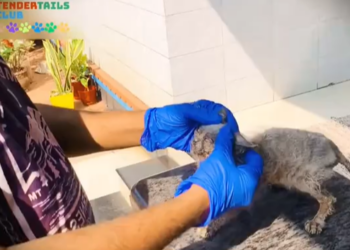 T1902030,From dust and hunger to hope this dog life shifted 💔 #dogrescue #animalhope