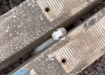 T0701021 Buried under weight, saved by kindness.