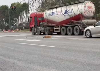 T1302001_Rescue dog that has been hit and then rescue fyp animals animal…: 