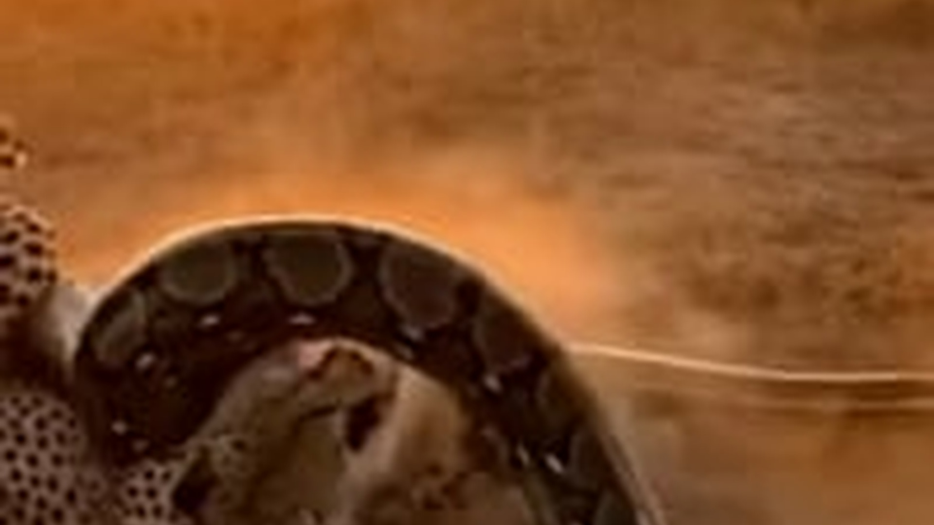 T1903012_Battle of Titans Leopard vs. Python #Wildlife #Leopard #Pytho...