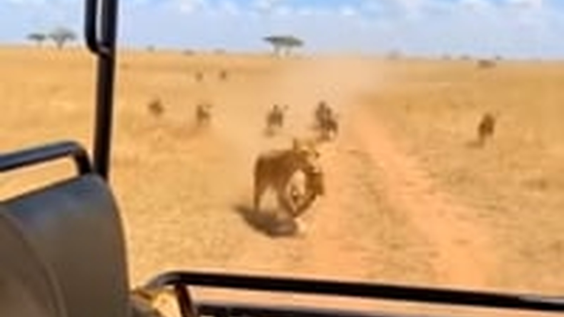 T1903020_Scariest Safari Moment Caught on Camera #safari #lion #lioness #h...