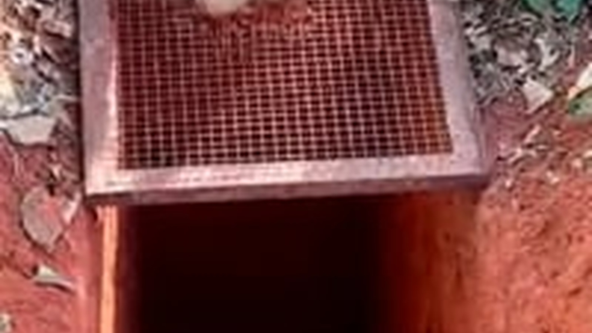 T1903021_Trapped! Leopard Desperate Struggle Freedom #leopard #bigc...