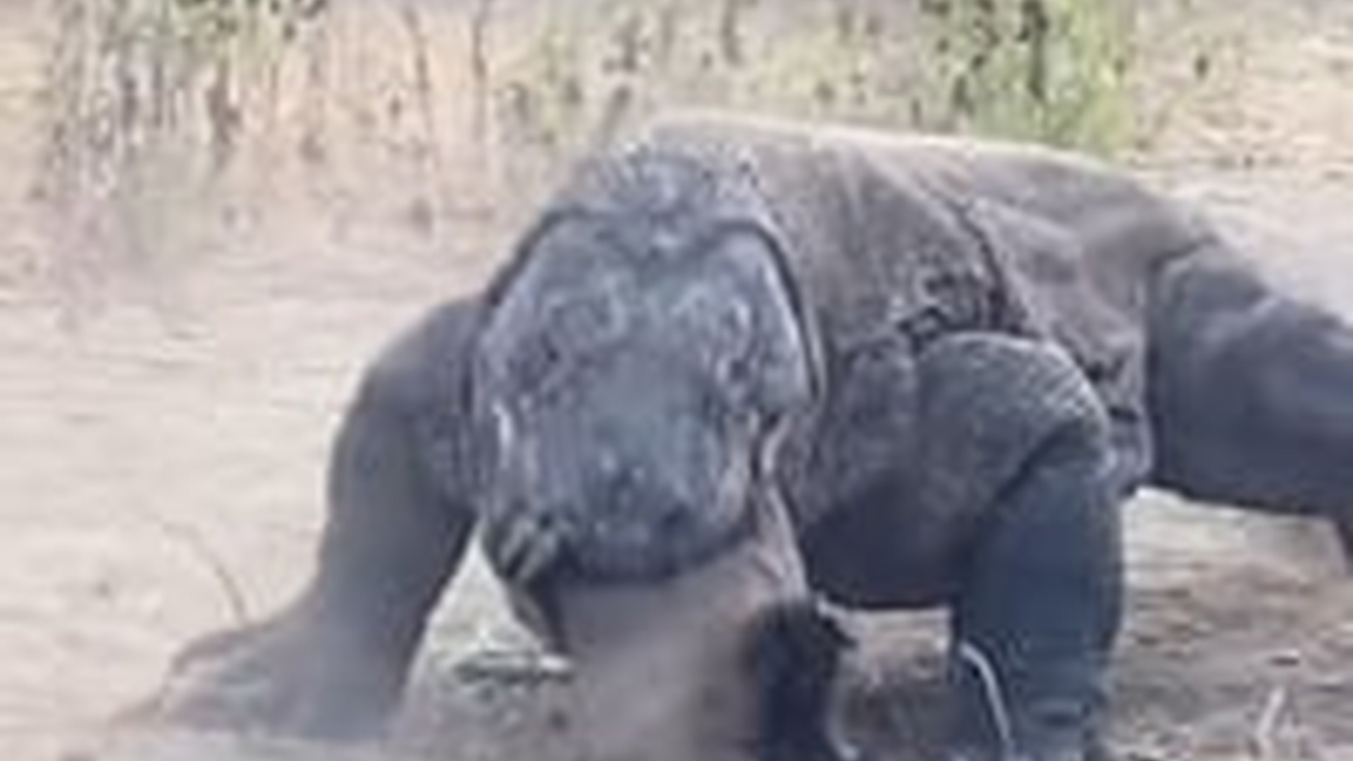 T1903027_Komodo Dragon Terrifying Feast Baby Goat Last Screams is...