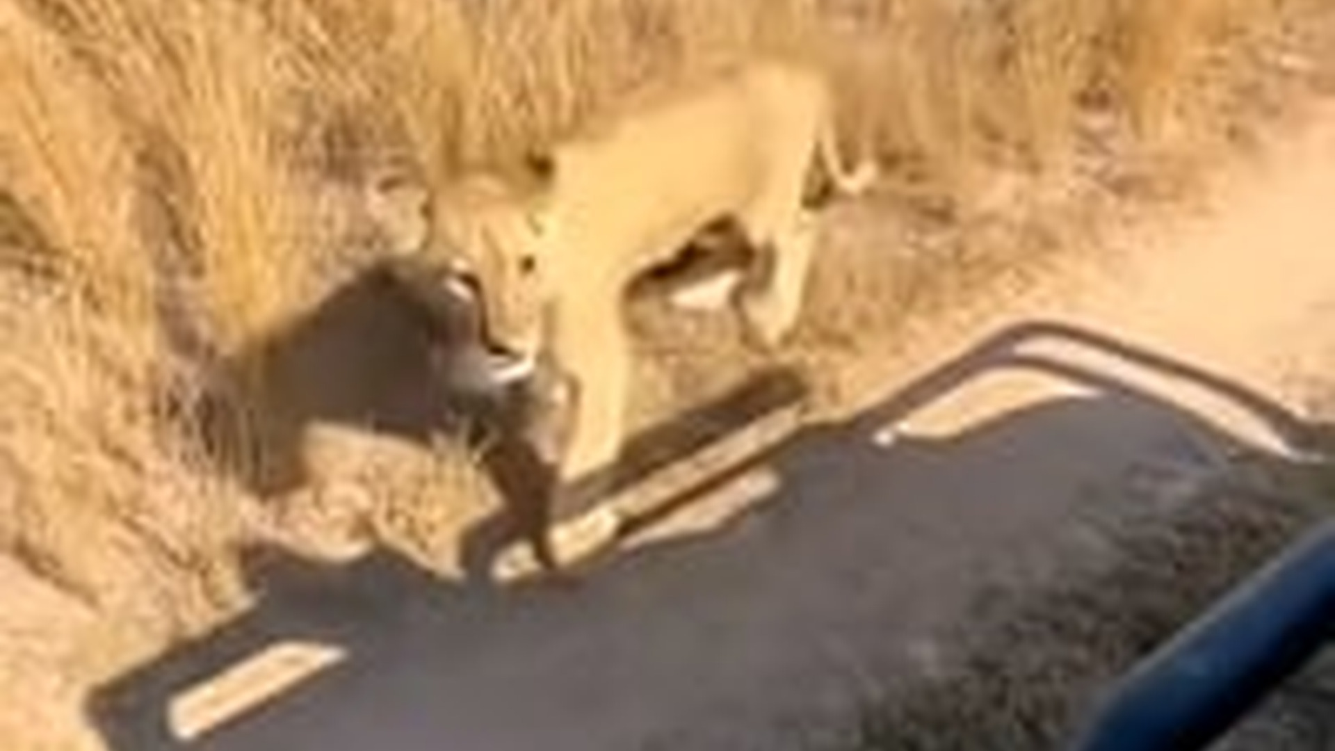 T1903031_lion cub ran to our Jeep looking Help #rescue #save #helpin...