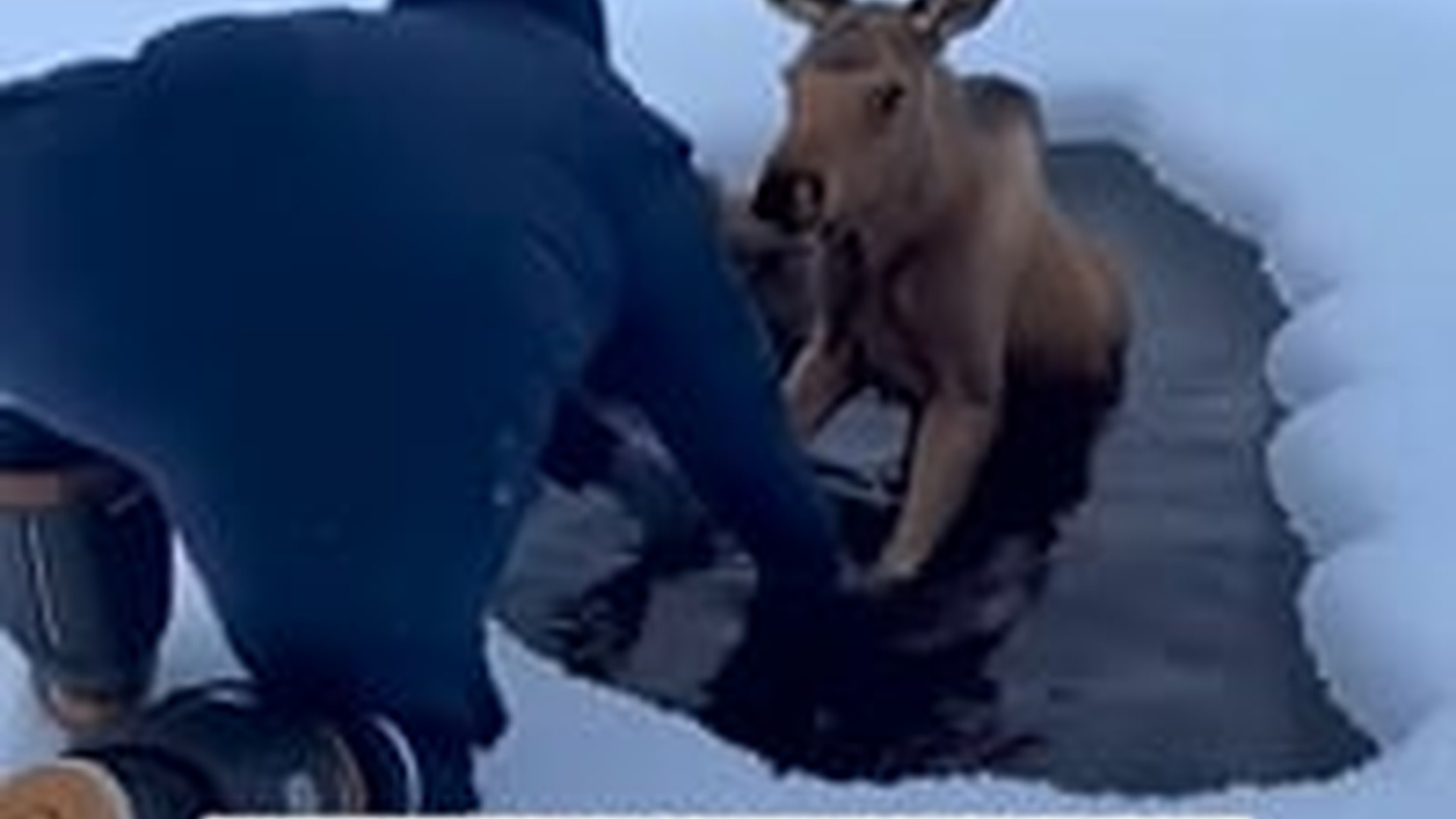 T1903033_#rescue #save #helping #animalrescue #animallove #hopecore #1m