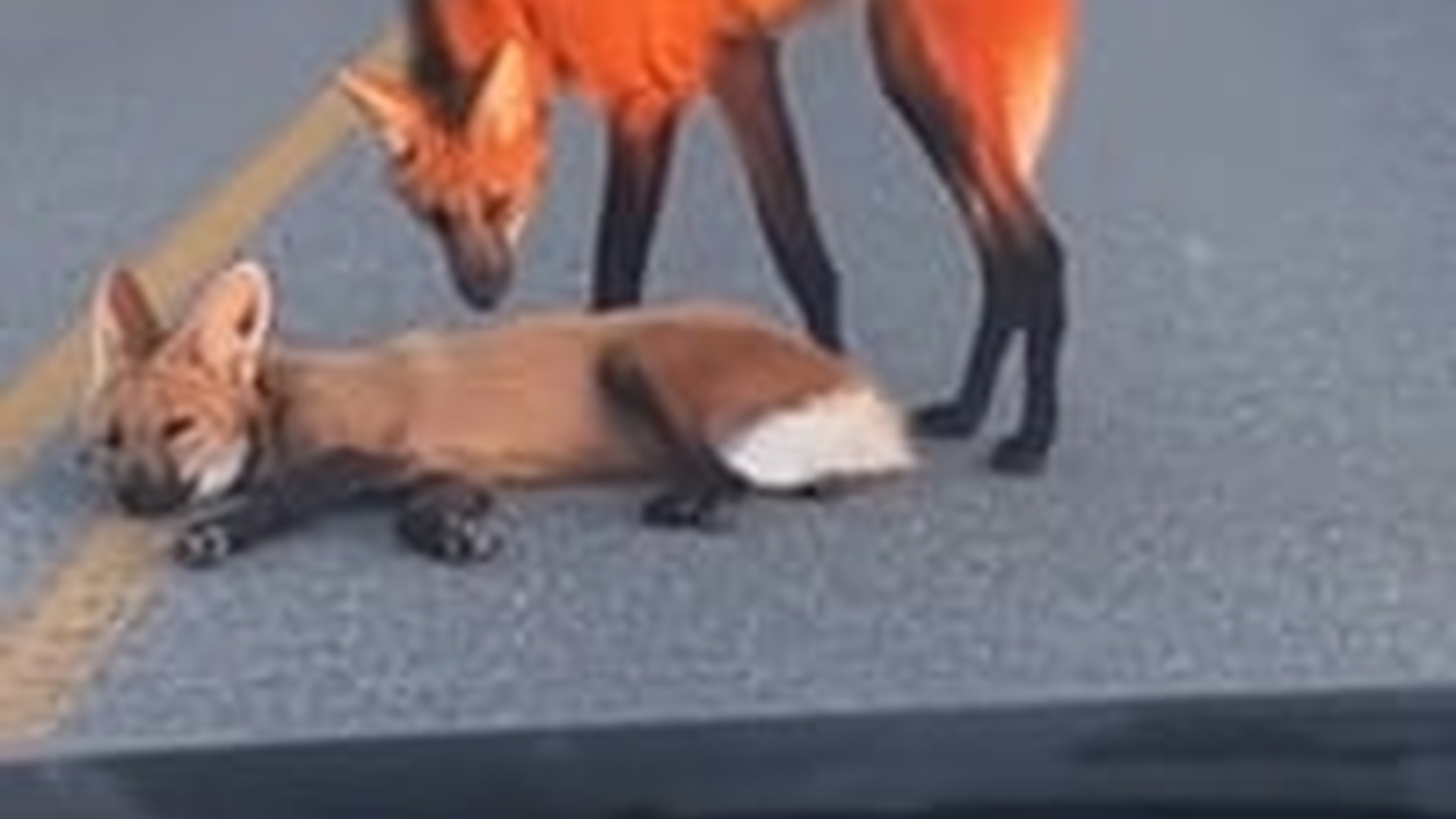 T1903035_We Thought It Was Fox Until It Grabbed My Pant Help We found a...