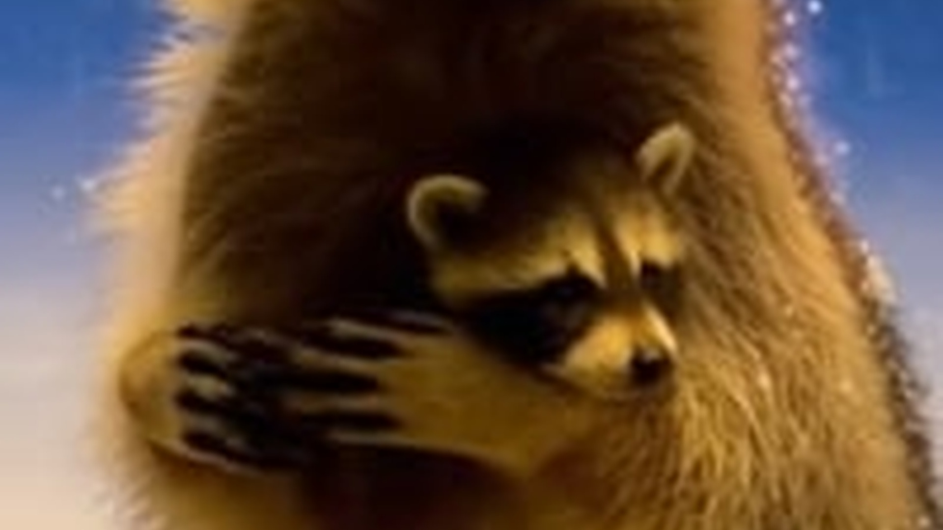 T1903039_Mama raccoon seeking help on freezing night... #raccoon #animals #w...