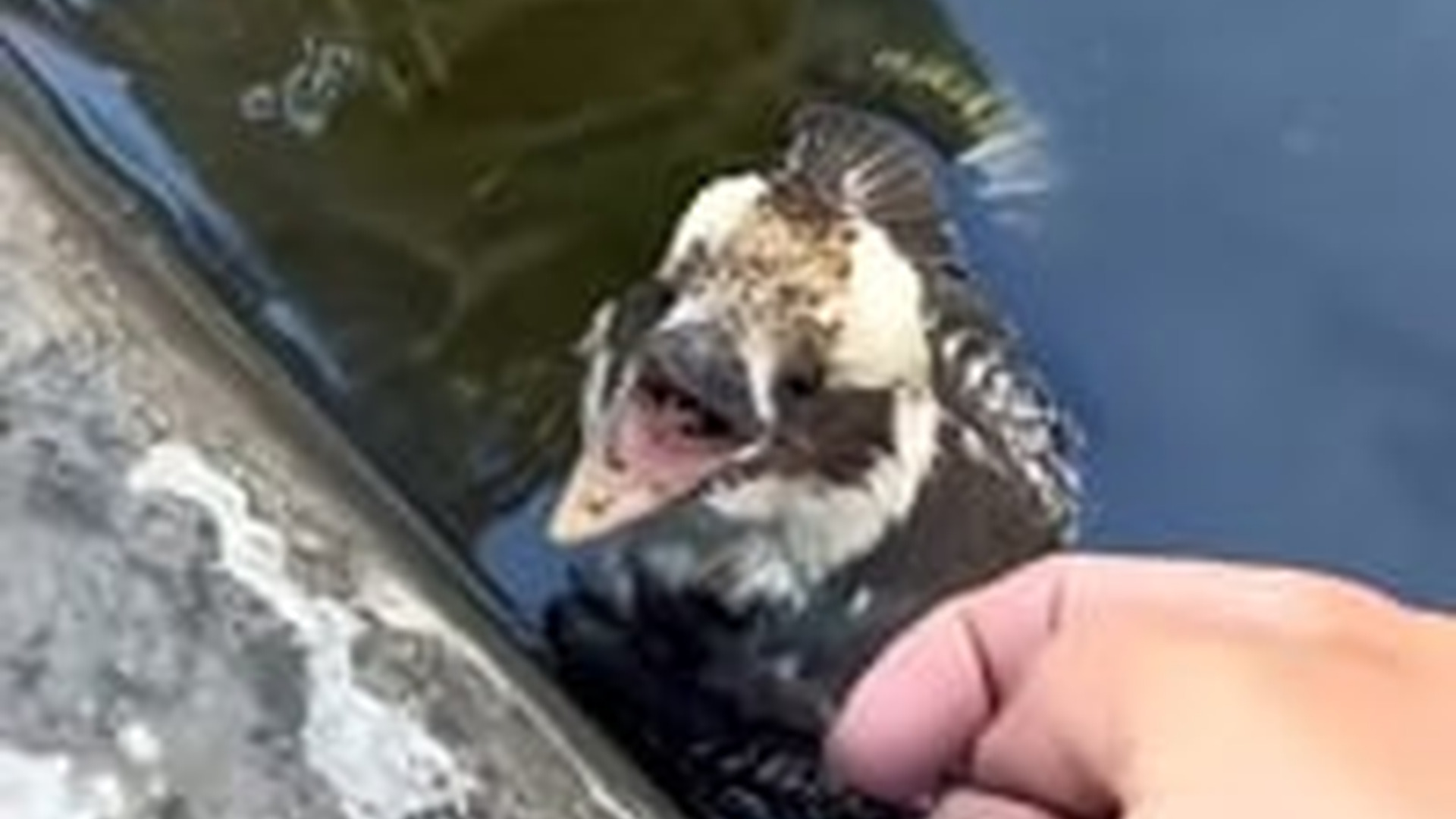 T2703010_#animalrescue #animals #rescue #animalshorts (1)