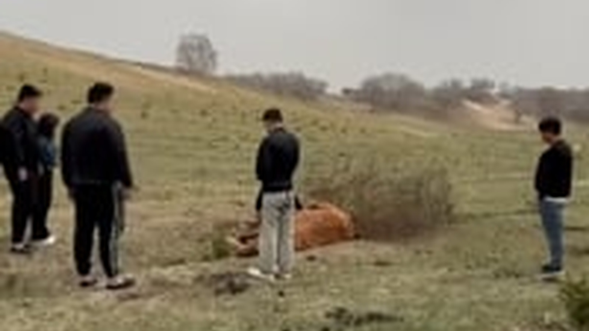 T2703012_Rescue Horse #animalrescue #rescue #animalsoftiktok #fyp #animals #F...