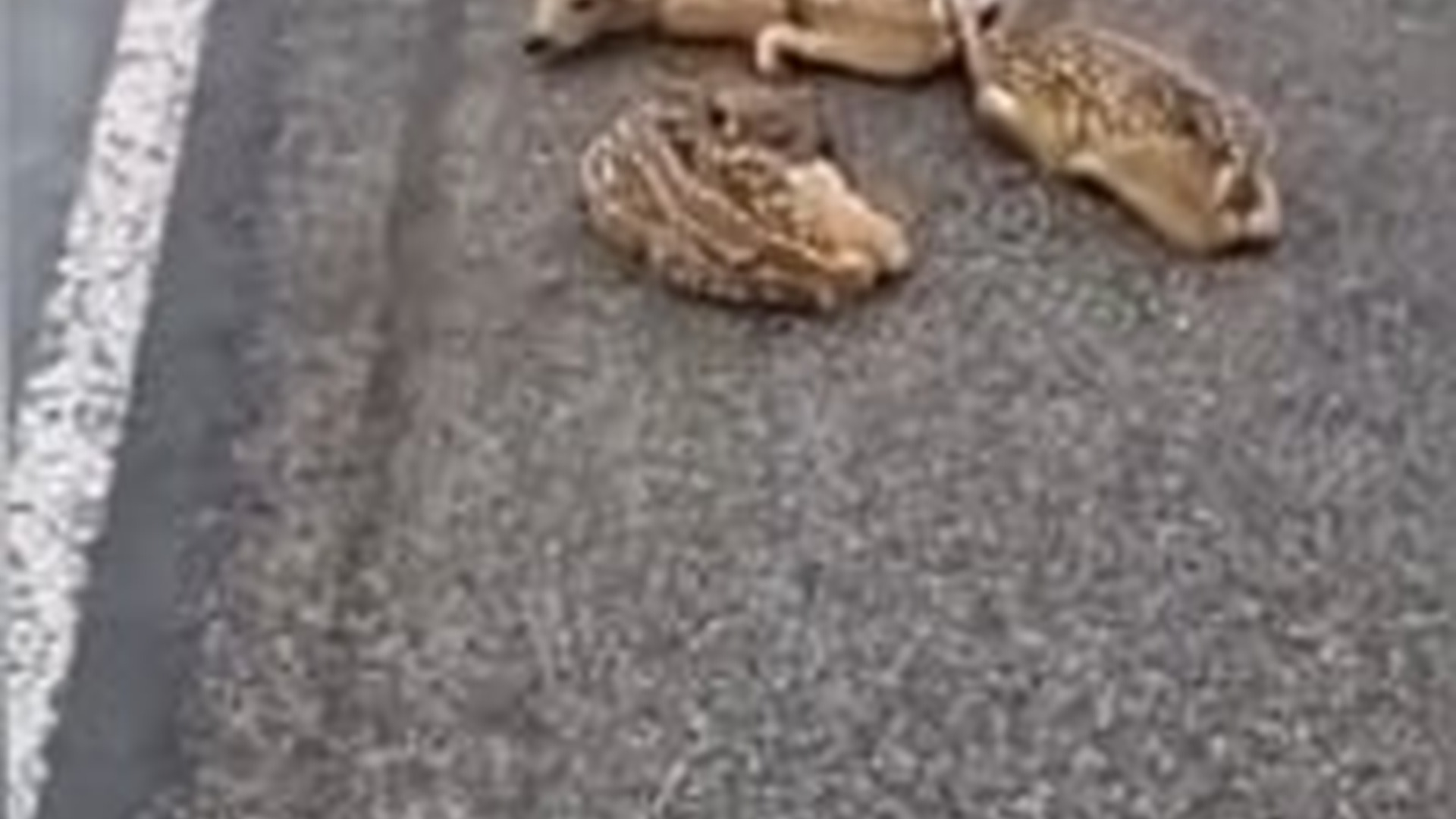 T2703013_Found three fawns on side of road tried to raise them.#...